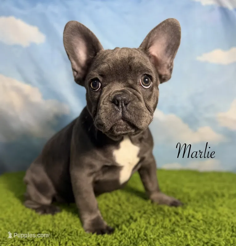 AKC Marlie – French Bulldog puppy for sale in Bonne Terre, MO