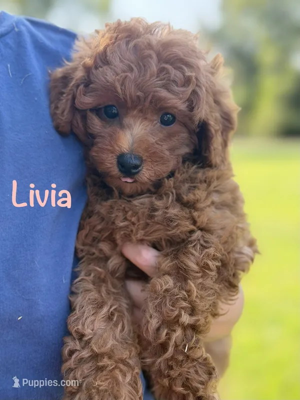 Livia  – Poodle - Miniature  puppy for sale in Bonne Terre, MO