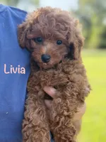Livia , a female Poodle - Miniature  for sale in Bonne Terre, MO – 1 of 6