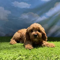 APRI Asher, a male Cavapoo for sale in Bonne Terre, MO – 2 of 10
