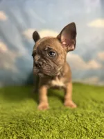 AKC Jax, a male French Bulldog for sale in Bonne Terre, MO – 8 of 9