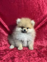 AKC Muffin, a male Pomeranian for sale in Bonne Terre, MO – 3 of 10