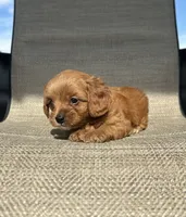 APRI Tessa , a female Cavapoo for sale in Bonne Terre, MO – 7 of 10