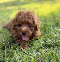 Livia , a female Poodle - Miniature  for sale in Bonne Terre, MO – 2 of 6