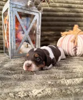 AKC Bailey, a female Miniature Dachshund for sale in Bonne Terre, MO – 6 of 7