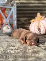 AKC Blakely, a female Miniature Dachshund for sale in Bonne Terre, MO – 4 of 6