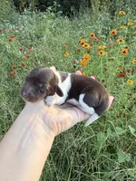 AKC Loretta , a female Miniature Dachshund for sale in Bonne Terre, MO – 8 of 10