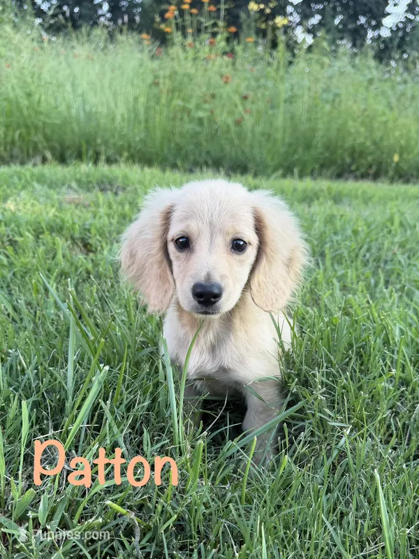 AKC Patton – Miniature Dachshund puppy for sale in Bonne Terre, MO