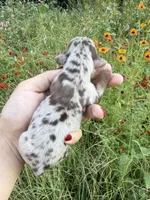 AKC Waylon, a male Miniature Dachshund for sale in Bonne Terre, MO – 8 of 10