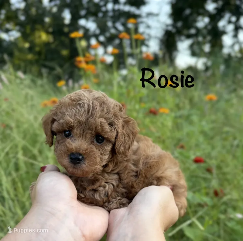 Rosie – Poodle - Toy  puppy for sale in Bonne Terre, MO