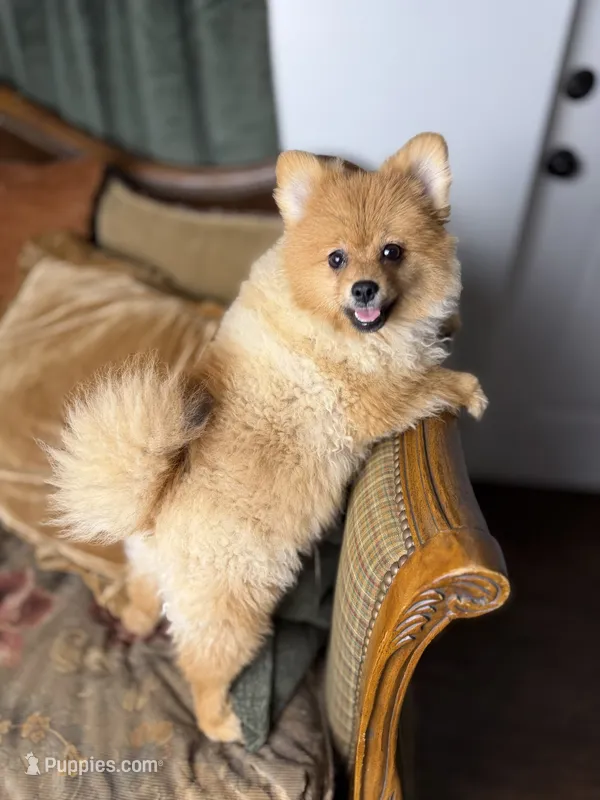 AKC Biscuit  – Pomeranian puppy for sale in Bonne Terre, MO