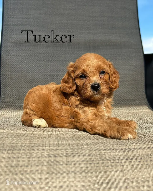 APRI Tucker  – Cavapoo puppy for sale in Bonne Terre, MO