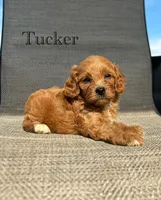 APRI Tucker , a male Cavapoo for sale in Bonne Terre, MO – 1 of 10