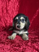 AKC Luca , a male Miniature Dachshund for sale in Bonne Terre, MO – Photo 6 of 8