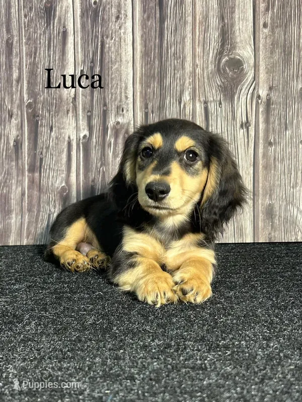 AKC Luca  – Miniature Dachshund puppy for sale in Bonne Terre, MO