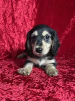 AKC Luca , a male Miniature Dachshund for sale in Bonne Terre, MO – Photo 4 of 8