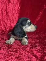 AKC Luca , a male Miniature Dachshund for sale in Bonne Terre, MO – Photo 8 of 8