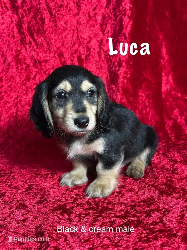 AKC Luca 