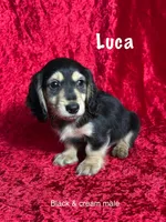 AKC Luca , a male Miniature Dachshund for sale in Bonne Terre, MO – Photo 1 of 8