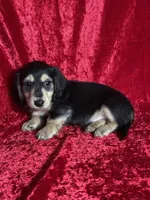 AKC Luca , a male Miniature Dachshund for sale in Bonne Terre, MO – Photo 2 of 8