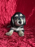 AKC Luca , a male Miniature Dachshund for sale in Bonne Terre, MO – Photo 3 of 8