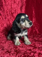 AKC Luca , a male Miniature Dachshund for sale in Bonne Terre, MO – Photo 5 of 8