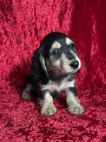 AKC Luca , a male Miniature Dachshund for sale in Bonne Terre, MO – Photo 7 of 8
