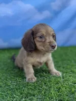 AKC Callie , a female Miniature Dachshund for sale in Bonne Terre, MO – 5 of 10