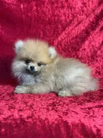 AKC Muffin, a male Pomeranian for sale in Bonne Terre, MO – 5 of 10