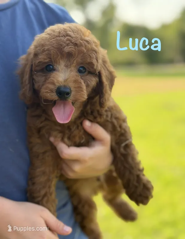 Luca  – Poodle - Miniature  puppy for sale in Bonne Terre, MO