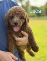 Luca , a male Poodle - Miniature  for sale in Bonne Terre, MO – 1 of 6