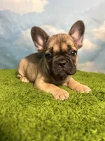 AKC Jagger, a male French Bulldog for sale in Bonne Terre, MO – 9 of 10