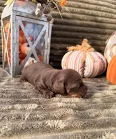 AKC Benny, a male Miniature Dachshund for sale in Bonne Terre, MO – 6 of 8