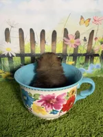 AKC Pip, a male Pomeranian for sale in Bonne Terre, MO – 5 of 10