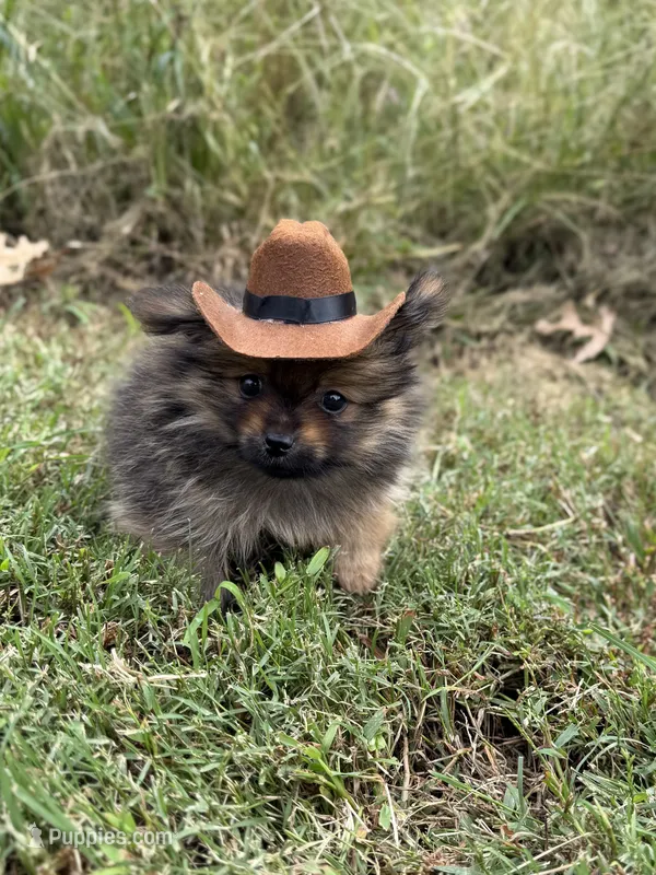 AKC Pip – Pomeranian puppy for sale in Bonne Terre, MO