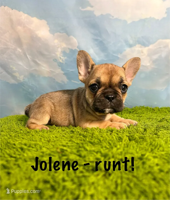 AKC Jolene – French Bulldog puppy for sale in Bonne Terre, MO