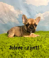 AKC Jolene, a female French Bulldog for sale in Bonne Terre, MO – 1 of 8