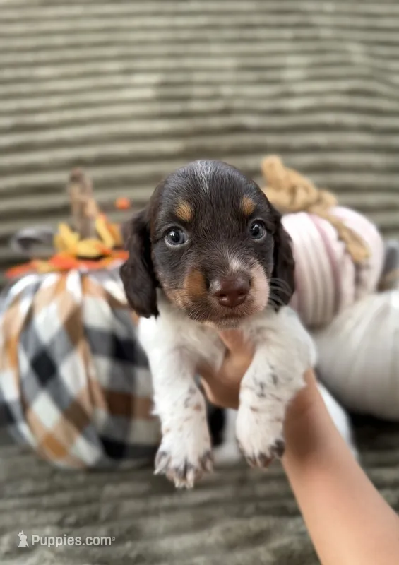 AKC Cinch  – Miniature Dachshund puppy for sale in Bonne Terre, MO