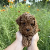 Rocco , a male Poodle - Toy  for sale in Bonne Terre, MO – 3 of 8