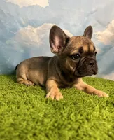 AKC Jagger, a male French Bulldog for sale in Bonne Terre, MO – 7 of 10