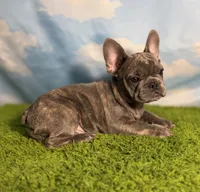 AKC Jett, a male French Bulldog for sale in Bonne Terre, MO – 2 of 10