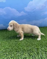 AKC Cash, a male Miniature Dachshund for sale in Bonne Terre, MO – 4 of 9
