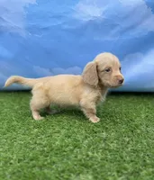 AKC Parker, a male Miniature Dachshund for sale in Bonne Terre, MO – 6 of 10
