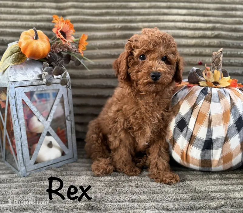 Rex – Poodle - Toy  puppy for sale in Bonne Terre, MO