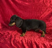AKC Banks, a male Miniature Dachshund for sale in Bonne Terre, MO – 4 of 10