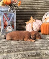 AKC, a male Miniature Dachshund for sale in Bonne Terre, MO – 4 of 6