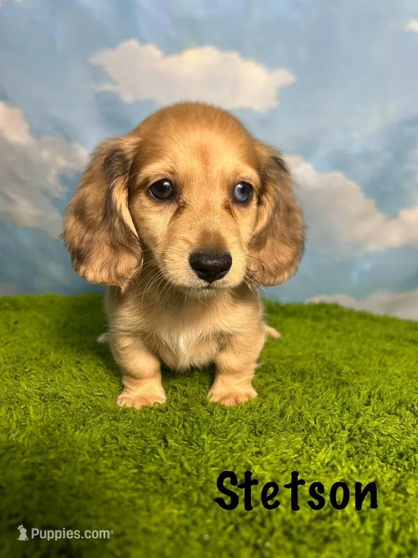 AKC Stetson  – Miniature Dachshund puppy for sale in Bonne Terre, MO