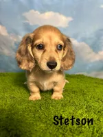 AKC Stetson , a male Miniature Dachshund for sale in Bonne Terre, MO – 1 of 10
