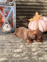 AKC Blakely, a female Miniature Dachshund for sale in Bonne Terre, MO – 3 of 6