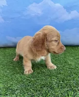AKC Conway, a male Miniature Dachshund for sale in Bonne Terre, MO – 6 of 10